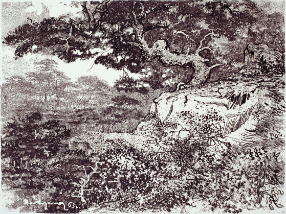Pine tree on the Rock, 1963, Etching, 36.6×48.7cm