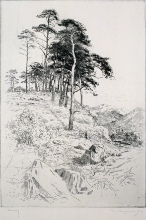 Pine Tree, 1971, Etching, 49.7×34.6cm