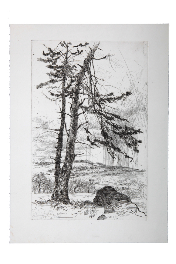 The Fir, 1980, Etching, 48.8×32cm