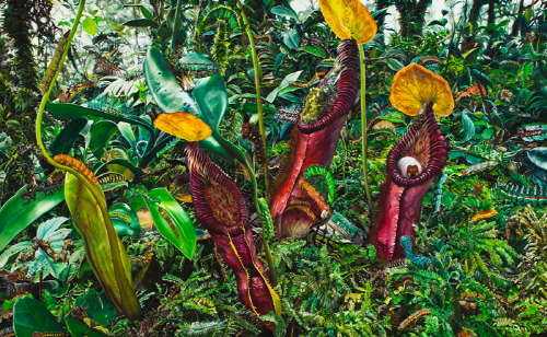100 caterpillars with nepenthes 2011  Oil on canvas 130x210cm
