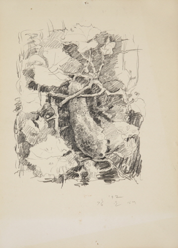 Water Cucumber, 1992, Pencil on paper, 54x39cm