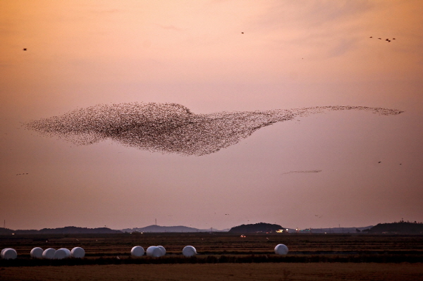 Group Dance of Spectacled Teals, 2013, Pigment print, 50.6x70cm