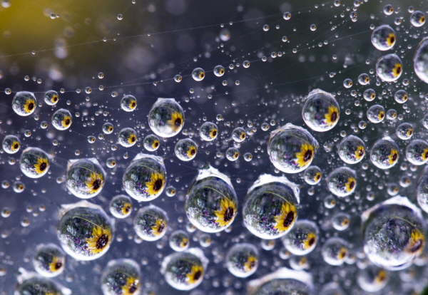 Sunflower Festival in Raindrops, 2009, Pigment print, 50.6x70cm