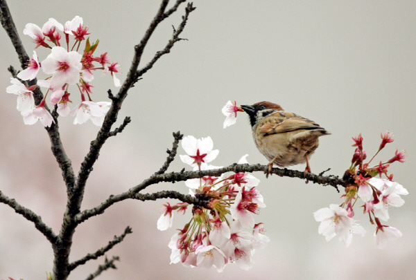 Cherry Blossom in the Mouth, 2008, Pigment print, 20x31cm