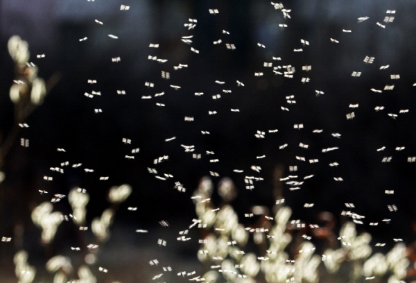 The Flapping of Mayflies, 2011, Pigment print, 50.6x70cm